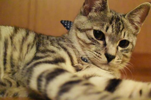 猫のいる生活 猫のいる生活の写真