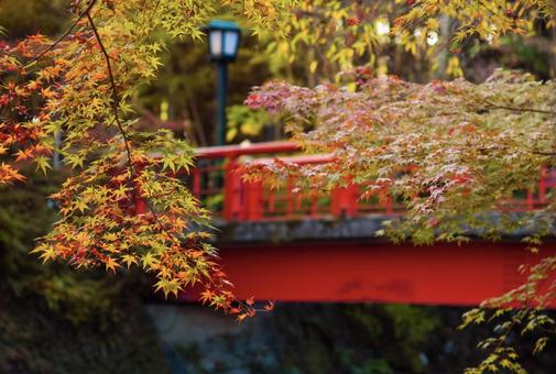 Autumn Autumnの写真