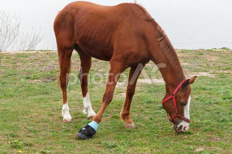 湖畔で草をむしばむ茶色い馬 食べる,草,食事の写真素材