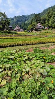 田んぼ 田んぼの写真