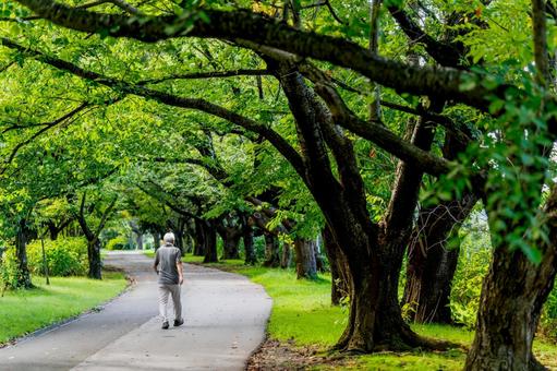 元気に公園を散歩する老人 元気に公園を散歩する老人 老人,年寄り,散歩の写真素材