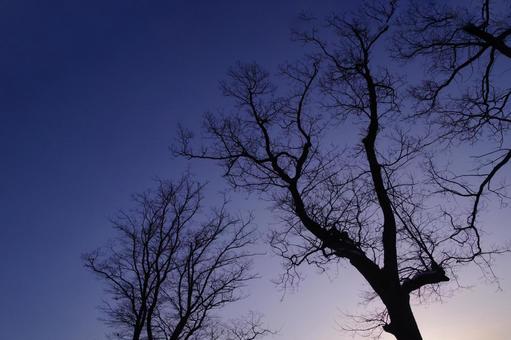 木のシルエットの写真