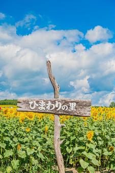 北海道　北竜町のひまわり畑 北海道,日本,北竜の写真素材