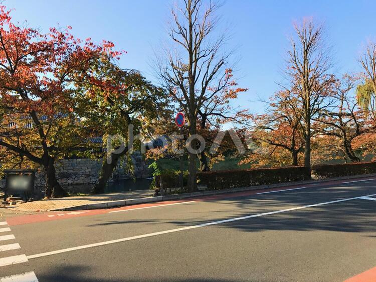 秋晴れの紅葉色づく街路樹と道路 紅葉,赤,秋の写真素材