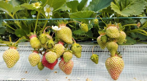 House cultivation strawberry 009, strawberry, strawberry picking, strawberry, JPG