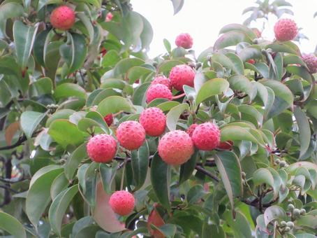 ヤマボウシの実  001 ヤマボウシの実  001 ヤマボウシの実,果実,落葉高木の写真素材