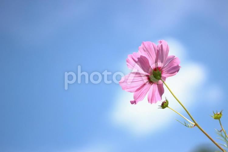 一輪のピンクのコスモス コスモス,秋桜,ピンクの写真素材