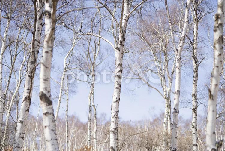 青空に映える春の白樺の森 白樺,春,長野の写真素材