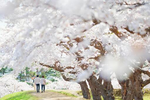 五稜郭公園の桜 ソメイヨシノ,染井吉野,五稜郭の写真素材