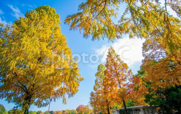 東京都　昭和記念公園　メタセコイア マイナスイオン,立川,爽快の写真素材