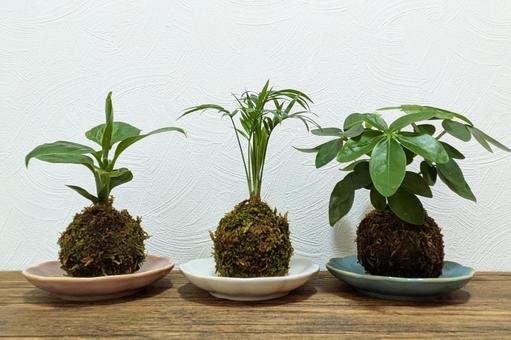3つ並んだ苔玉(観葉植物)_01 苔玉,苔,和の写真素材