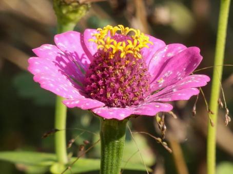 【花の写真】 ヒャクニチソウ（百日草） 百日草,ヒャクニチソウ,植物の写真素材