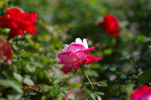 バラの花 バラの花の写真