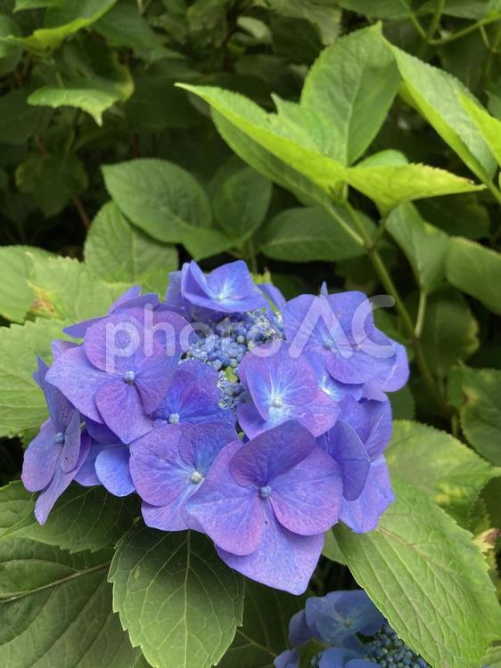 梅雨空に映えるアジサイの花 アジサイ,紫陽花,梅雨の写真素材