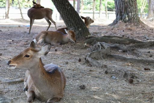 シカだらけ シカだらけの写真