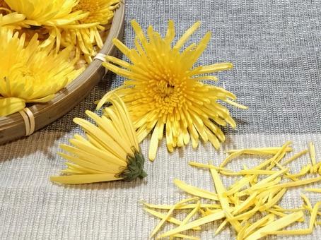 食用菊２ 菊,花,食用の写真素材