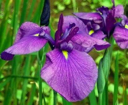 梅雨空に映える鮮やかな花菖蒲 梅雨空に映える鮮やかな花菖蒲の写真