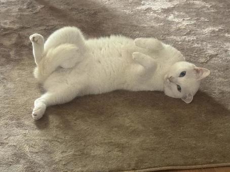 かわいいポーズ かわいいポーズの写真