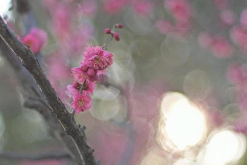 Plum blossom, winter flower, balls of beads, plum blossom, JPG