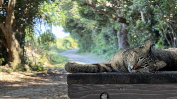 沖縄　久高島 沖縄,南城市,久高島の写真素材