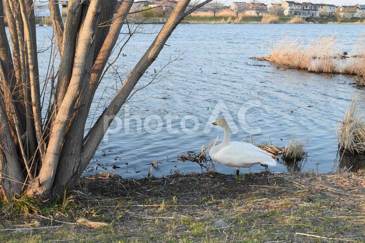 池の辺りに佇む白鳥 白鳥,野鳥,鳥の写真素材