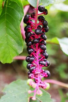 色づいたヨウシュヤマゴボウ 色づいたヨウシュヤマゴボウの写真