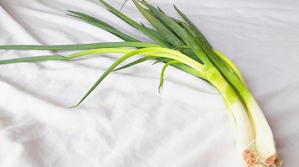 まがった小ねぎ束 まがった小ねぎ束 ねぎ,野菜,食材の写真素材