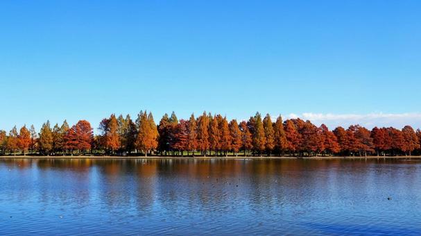 水元公園の紅葉・煉瓦色の木立＆池・葛飾区 秋,水元公園,紅葉の写真素材