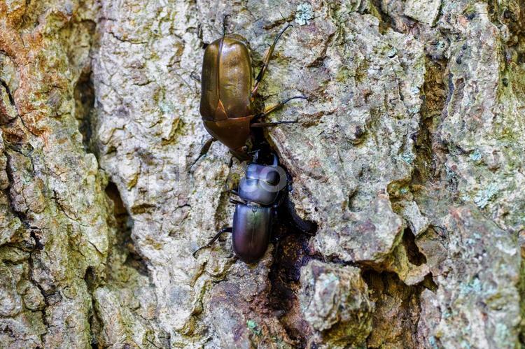 コクワガタとカナブン⑶ 昆虫,コクワガタ,生き物の写真素材