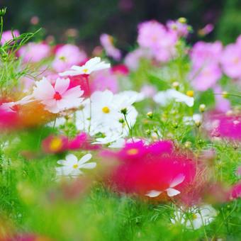 秋桜 秋桜の写真