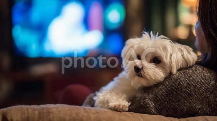 肩に乗る白い犬・マルチーズ・ペット・癒し マルチーズ,犬,ペットの写真素材
