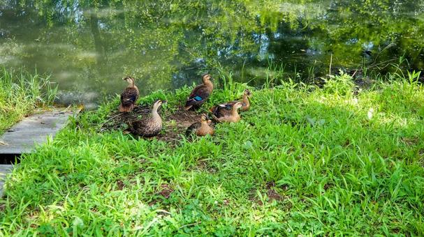 Summer at Mizumoto Park: A family of spot-billed ducks (Katsushika Ward), JPG