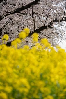 桜と菜の花の春景色 桜,菜の花,春の写真素材