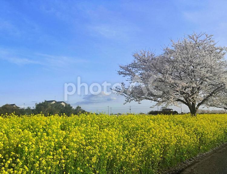 青空と桜と菜の花 空,桜,菜の花の写真素材