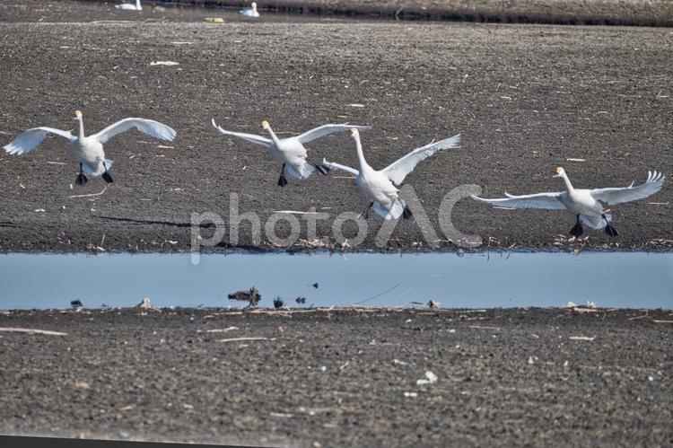 群れで舞い降りる白鳥 白鳥,野鳥,冬鳥の写真素材