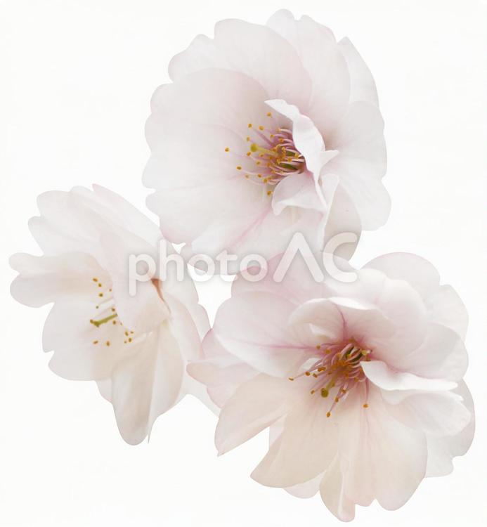 切り抜き素材　桜125 桜,花,春の写真素材