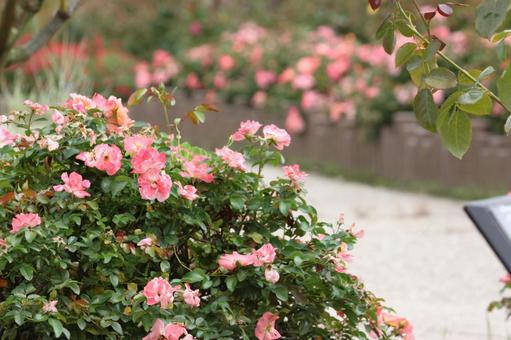 ピンクのバラ2 ピンクのバラ2 薔薇,バラ,ピンクの写真素材