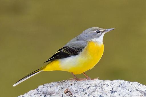 冬羽のキセキレイ キセキレイ,黄鶺鴒,黄色の写真素材