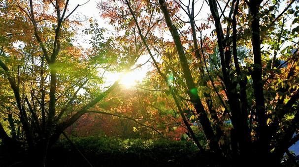 紅葉25 紅葉25の写真