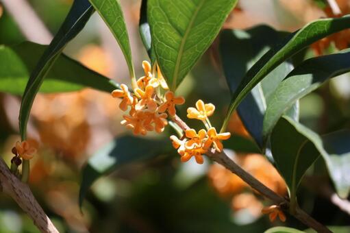 オレンジの花の咲く金木製の木の枝のアップ オレンジ,花,咲くの写真素材