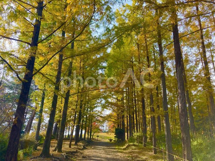 メタセコイアの並木道 メタセコイア,木々,並木の写真素材