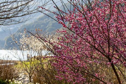 西山高部水源地の梅の花03 西山高部水源地の梅の花03の写真