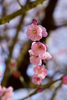 Red plum blossoms signal the arrival of spring, JPG