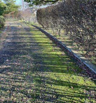 公園の舗道に伸びる規則的な生垣の影が綺麗 公園,舗道,生垣の写真素材