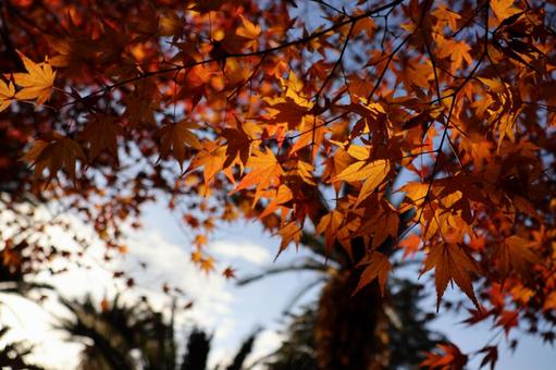 Autumn leaves swaying in the wind, JPG Autumn leaves swaying in the wind, JPG