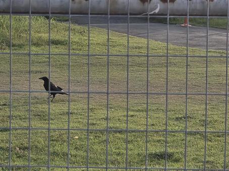 柵の向こう 柵の向こう 背景,風景,自然の写真素材