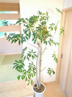 観葉植物 シェフレラ 10号鉢 大型 観葉植物 シェフレラ 10号鉢 大型 観葉植物,10号鉢,シェフレラの写真素材