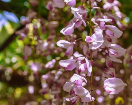 骨波田の藤棚の藤の花8 骨波田の藤,長泉寺,藤棚の写真素材