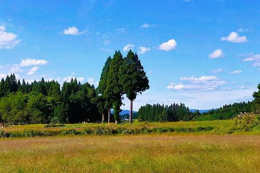 2025年9月の里山34 杉の木,杉林,休耕地の写真素材