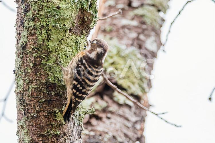 コゲラが幹にとまって餌を探す姿 コゲラ,鳥,野鳥の写真素材